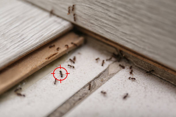 Best Best Pest Control Companies  in Rockmart, GA