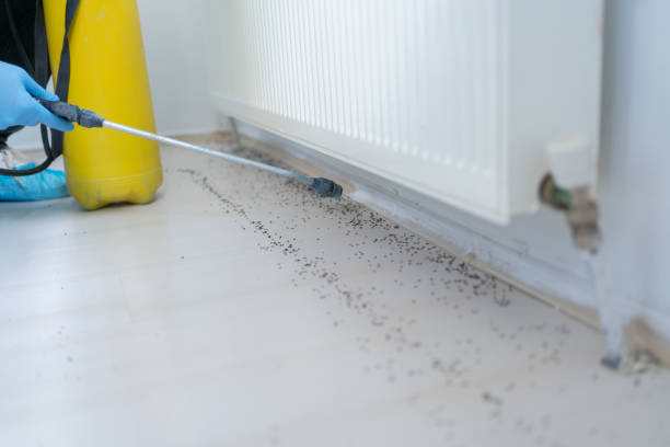 Best Rat Extermination Near Me  in Rockmart, GA